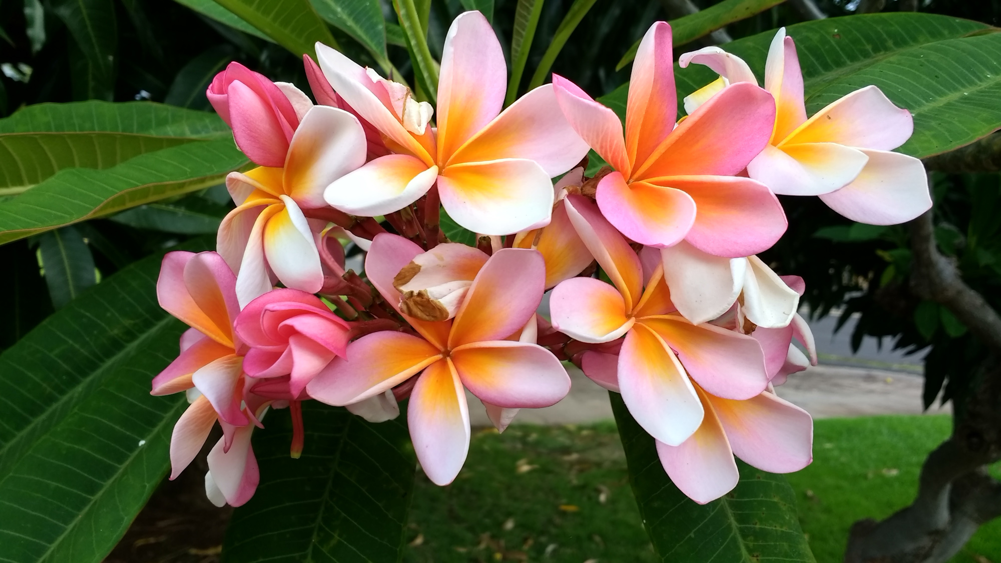 Plumeria